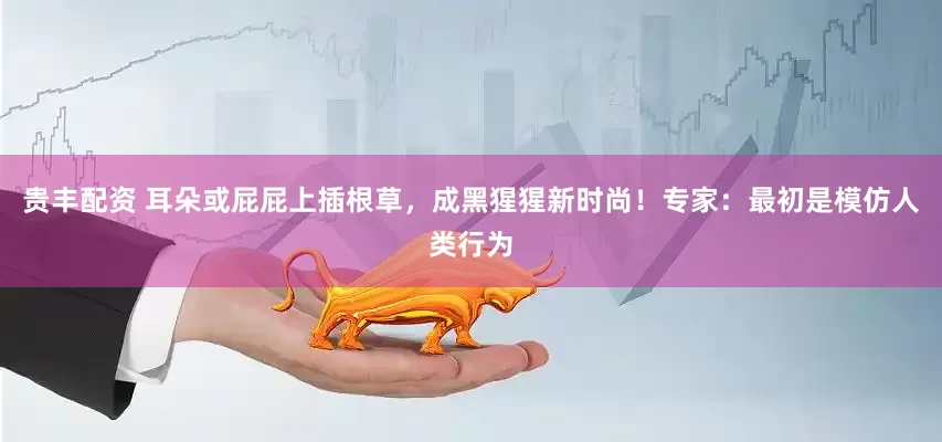 贵丰配资 耳朵或屁屁上插根草，成黑猩猩新时尚！专家：最初是模仿人类行为